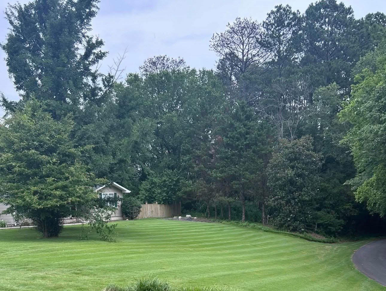 Wide open lawn with clean mowing stripes and tall shade trees